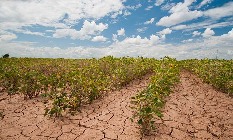 Cambio climático amenaza cultivos ante la inacción del gobierno | Arena  Pública